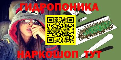 гашик Кингисепп